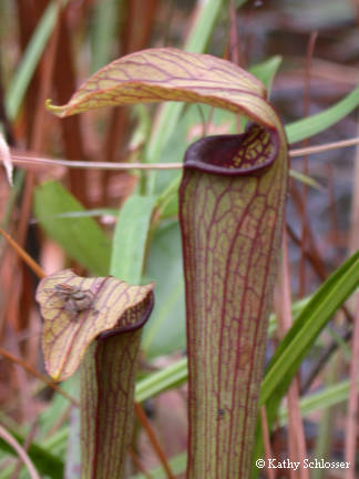 Pitcher plant