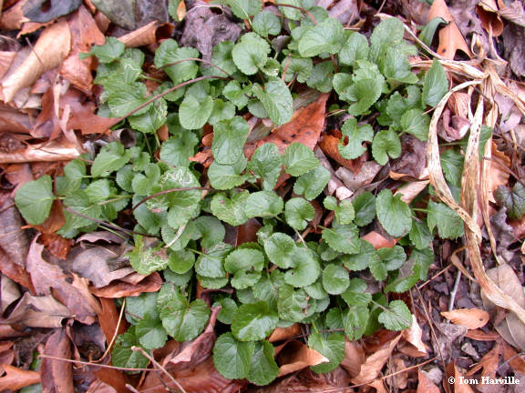 leaves at the base