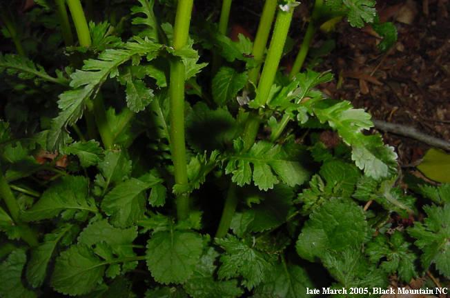 stem leaves