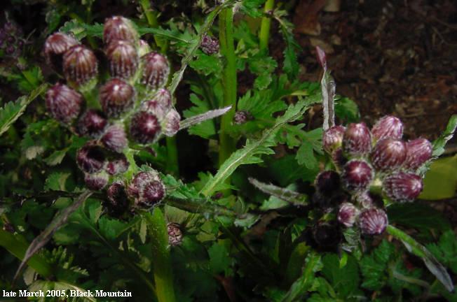 buds, closeup