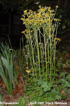 plant in bloom