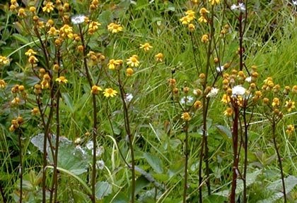 Schweintz's Ragwort
