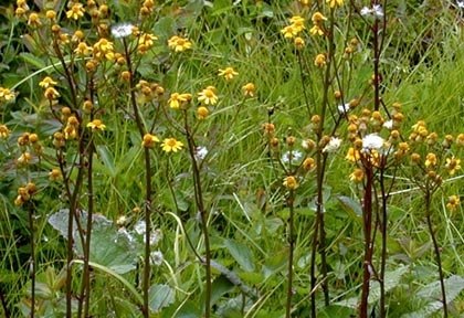 Schweintz's Ragwort