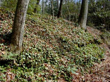 bank of shortia plants