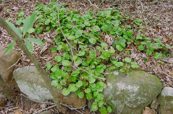 clump of shortia plants