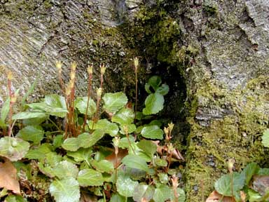 seed capsules