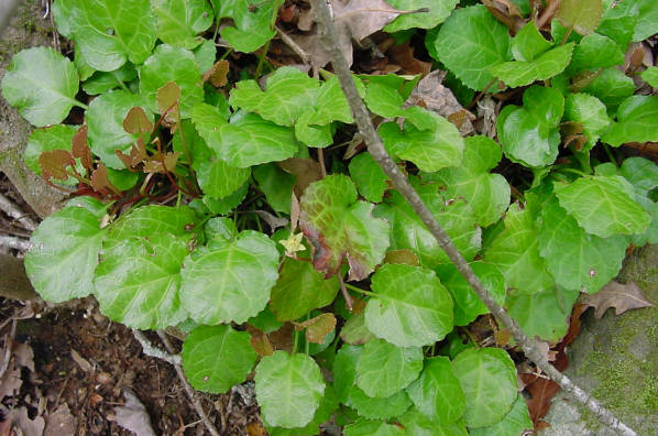 foliage