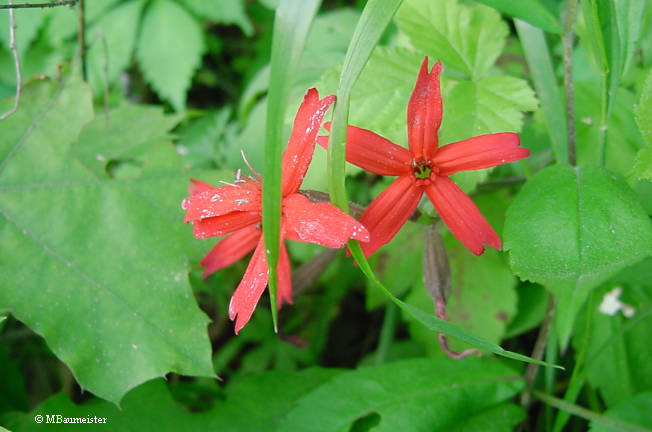 Fire Pink bloom