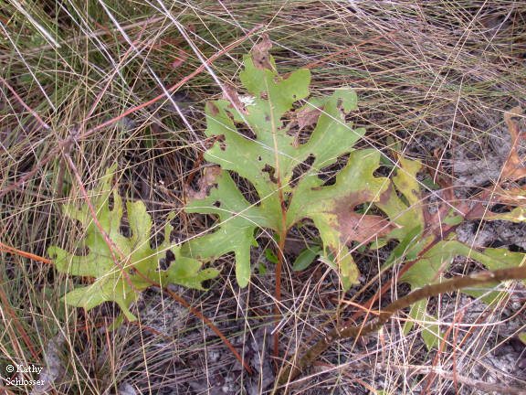 Compass Plant