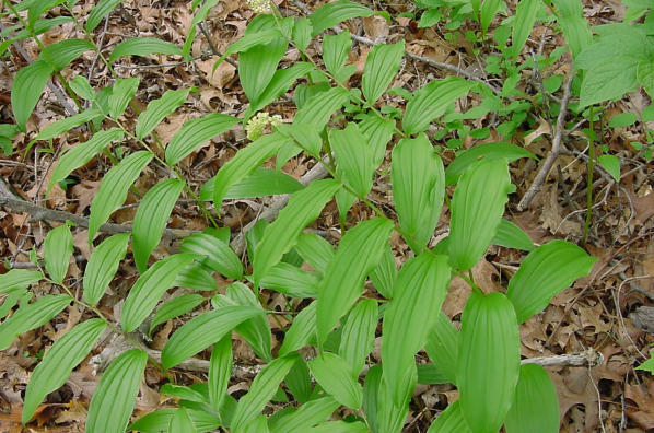 foliage