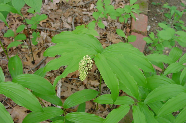 blooms