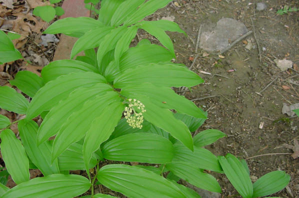 blooms