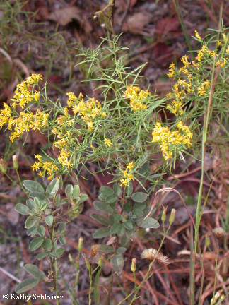 goldenrod