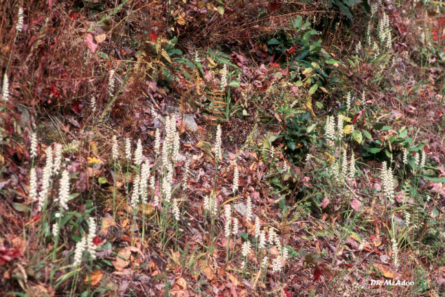 nodding ladies' tresses