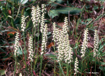 nodding ladies' tresses