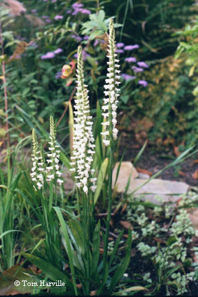 nodding ladies' tresses