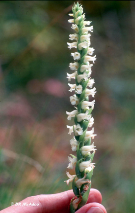 nodding ladies' tresses