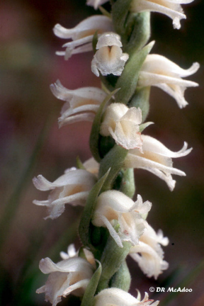 nodding ladies' tresses