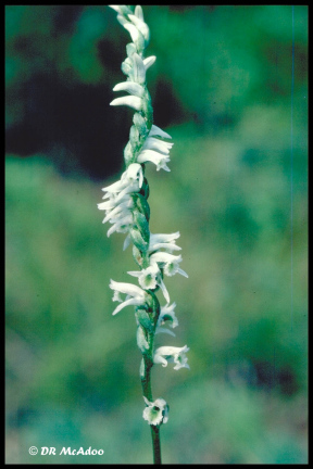 southern slender ladies' tresses