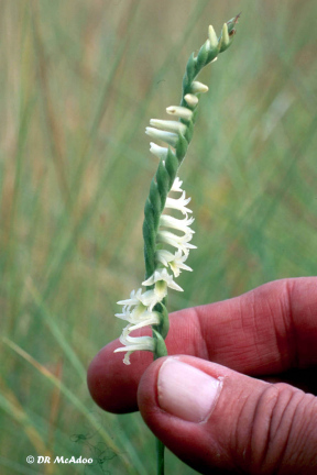 Giant Spiral Orchid