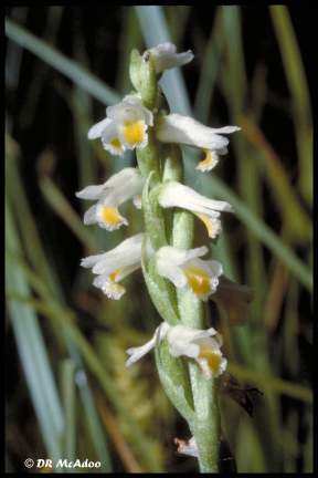 Shining Ladies' Tresses