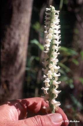 Sweet Scent Ladies' Tresses