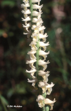 Sweet Scent Ladies' Tresses