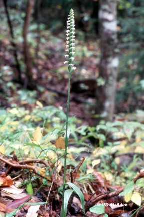 Lesser Ladies' Tresses