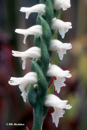 Lesser Ladies' Tresses