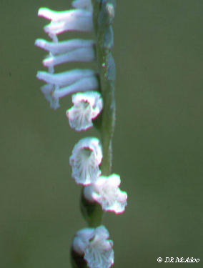 Grassleaf Ladies' Tresses