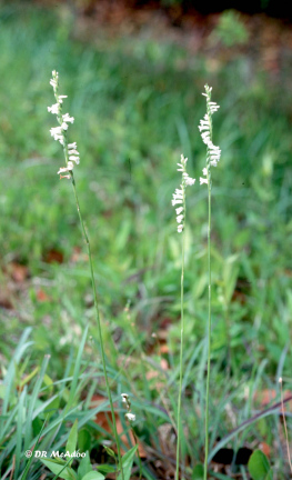 Twisted Ladies' Tresses