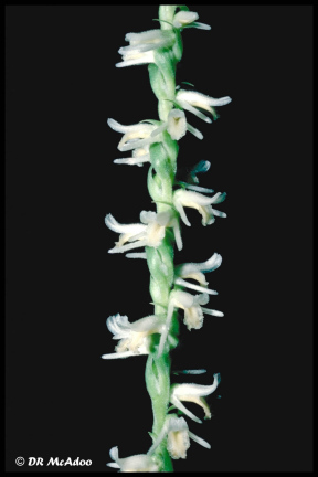 Twisted Ladies' Tresses