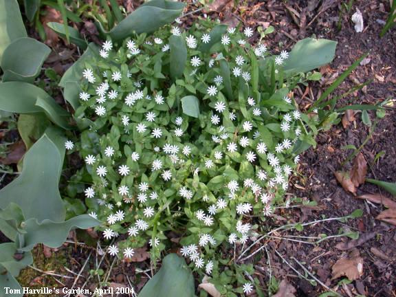 Star Chickweed