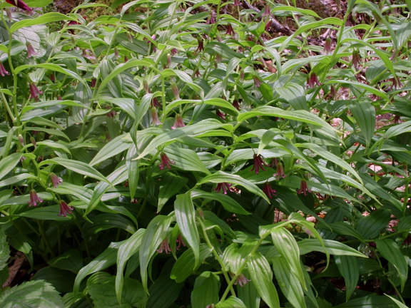 Rosy Twisted-stalk