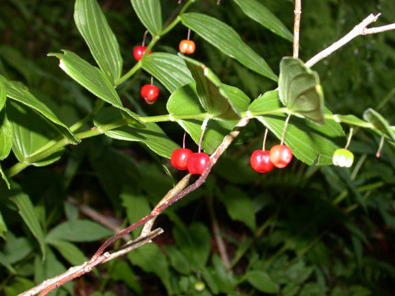 berries