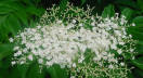 Elderberry bloom