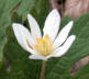 Bloodroot