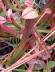 Pitcher plants