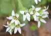 Early saxifrage