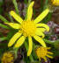 Ragwort