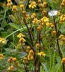 Schweintz's Ragwort