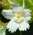 Shortia blossom