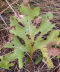 Compass Plant