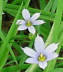 Blue-eyed Grass