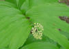 Spikenard bloom