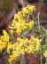 Goldenrod