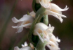 Nodding Ladies' Tresses