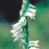 Southern Slender Ladies' Tresses