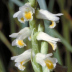 Shining Ladies Tresses