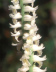 Sweet Scent Ladies Tresses